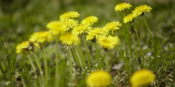 Ταραξάκο Detox Καθάρισε το σώμα σου φυσικά